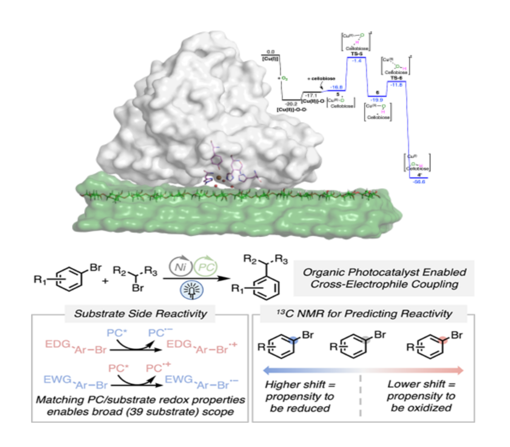 De Novo Catalyst Design for Biopolymer Upgrading